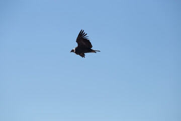 Condor