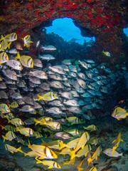 Fototapeta na wymiar School of Porkfish and Sailor's grunt under a rock (Playa del Carmen, Quintana Roo, Yucatan, Mexico)