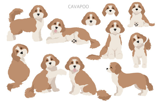 Cavapoo mix breed clipart. Different poses, coat colors set