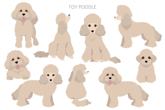 Toy poodle clipart. Different poses, coat colors set