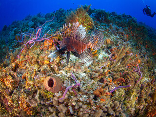 Fototapeta na wymiar Red lionfish in a coral reef (Playa del Carmen, Quintana Roo, Yucatan, Mexico)