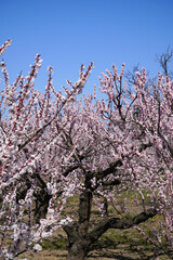 あんずの里に咲くあんずの花