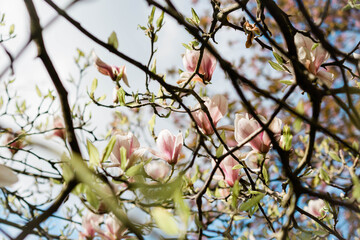 magnolia en fleurs