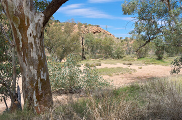 Obraz premium eucalyptus trees along dry todd river outside alice springs in australia