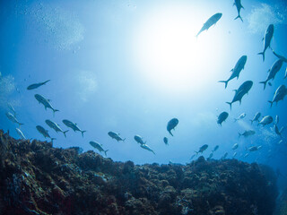 School of Crevalle jack (Playa del Carmen, Quintana Roo, Yucatan, Mexico)