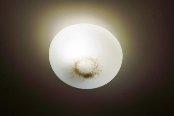 old and dirty ceiling light with dried dead fly or insect inside 