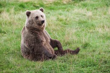 Obraz premium Brown bear in the nature