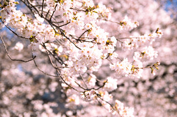 目黒川の桜