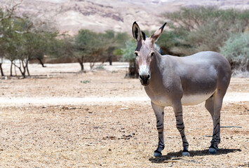 Somali wild donkey (Equus africanus) in nature reserve of the Middle East. This species is extremely rare both in nature and in captivity.