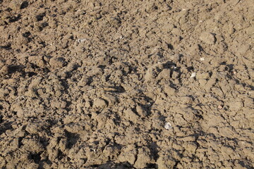 Dry brown ploughed cultivated soil on Sunny spring day, farming land ground texture background 