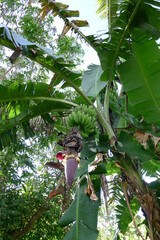  bananas on the tree