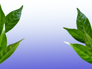 green leaves frame on blue background 