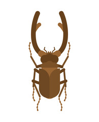 Stag beetle isolated. Beetle with large mandibles