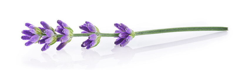 Lavender twig isolated on white background