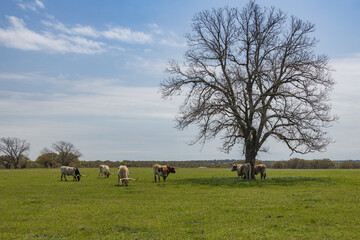 Texas Longhorns grazing in green pasture