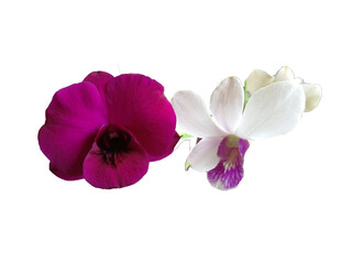 Fototapeta na wymiar pink orchid isolated on white background