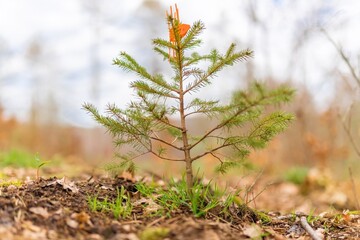 mechanischer Pflanzenschutz - Fichten Setzling mit Verbissschutzmanschette zur Aufforstung im Wald