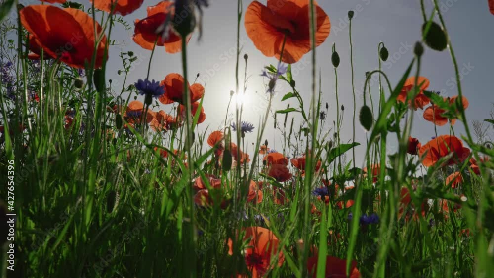 Poster camera moves through a field of poppies on a summer morning. red poppy flowers swaying on the wind. 
