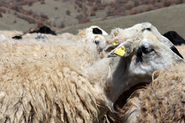 Sheep herd in Central Anatolia. Konya, Turkey.