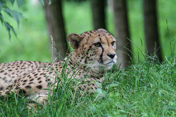 Fototapeta na wymiar Ein Gepard liegt im Gras und beobachtet aufmerksam