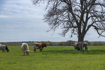 Fototapeta na wymiar Texas Longhorns grazing in green pasture