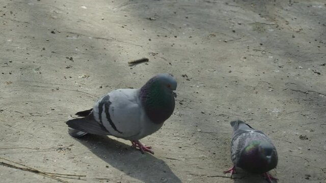 Two pigeons are playing. The male pigeon tries to catch up with the female dove. Mating games of birds. Animal instinct.