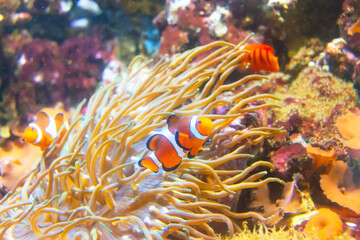 Fototapeta na wymiar Colorful fish clown hiding in its anemone host on a tropical coral reef.