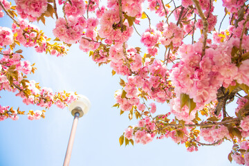 真っ青な空に咲く花桃