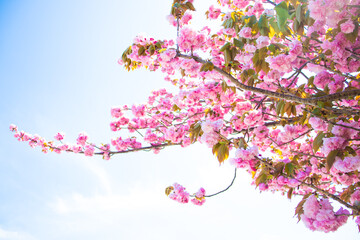 真っ青な空に咲く花桃