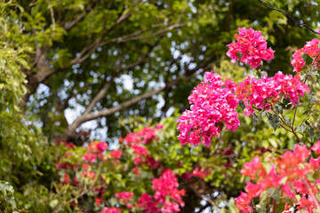 Obraz premium ピンクの花