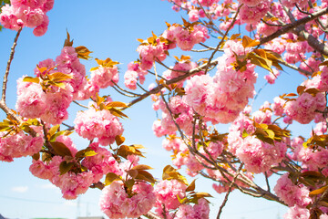 Obraz premium 青空に咲く花桃