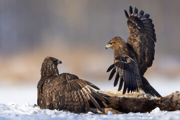 Two common buzzards buteo buteo fighting with spreaded wings in snow over food
