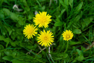dandelions in the grass, yellow dandelions on green grass