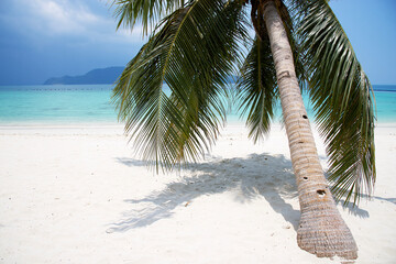 Coconut palm tree on white sand beach : Thailand