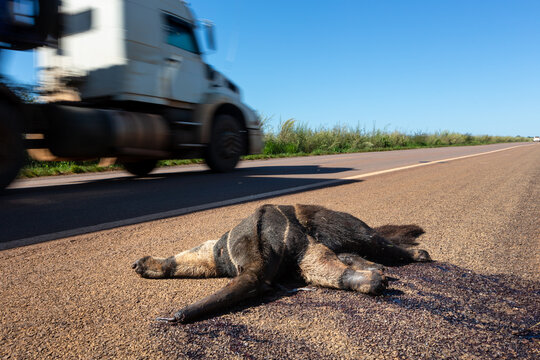 Sad scene of dead giant anteater, Myrmecophaga tridactyla, run over, killed by vehicle on the road. Wild animal roadkill in the amazon rainforest, Brazil. Concept of ecology, environment, biodiversity