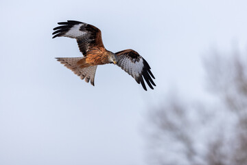 Adult Red kite milvus milvus flying with bent wings, Schleswig-Holstein, Northern Germany