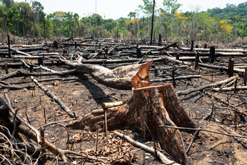 Amazon rainforest illegal deforestation landscape view of trees cut and burned to make land for...