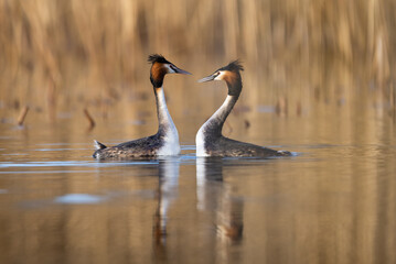 Couple of great crested grebe podiceps cristatus facing each other with warm brown reed in background, Schleswig-Holstein, Northern Germany