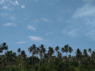 Fototapeta na wymiar Coconut trees and blue sky, landscape view