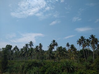 Fototapeta na wymiar Coconut trees and blue sky, landscape views