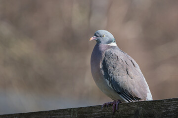 Side view of common wood pigeon sitting on top of a fence facing left