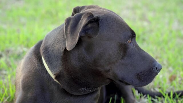 A close-up shot of a Black and Brown Rhodesian Ridgeback mix with Labrador Retriever laying down. The dog is looking around and is watching for movement in the background of the shot. Clip 19