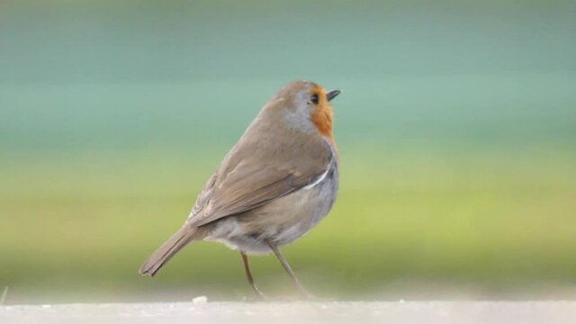 A robin eating some food off the floor with everything else blurred and colourful
