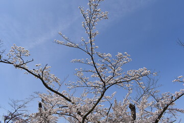 桜