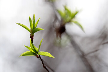 Spring season, green buds and young leaves on the tree branch in fog. Misty weather in the forest