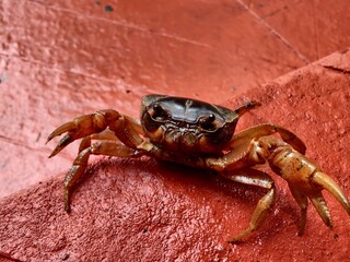 crab on the step staring