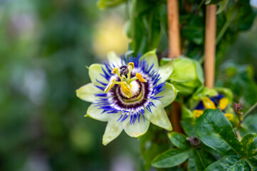 Botanical collection, beatiful flowers of passiflora plant with edible passion fruits