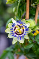 Botanical collection, beatiful flowers of passiflora plant with edible passion fruits