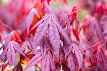 Botanical collection, young red leaves of red japan shaina acer tree