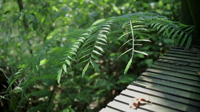 Close-up view of the leaves in the forest.